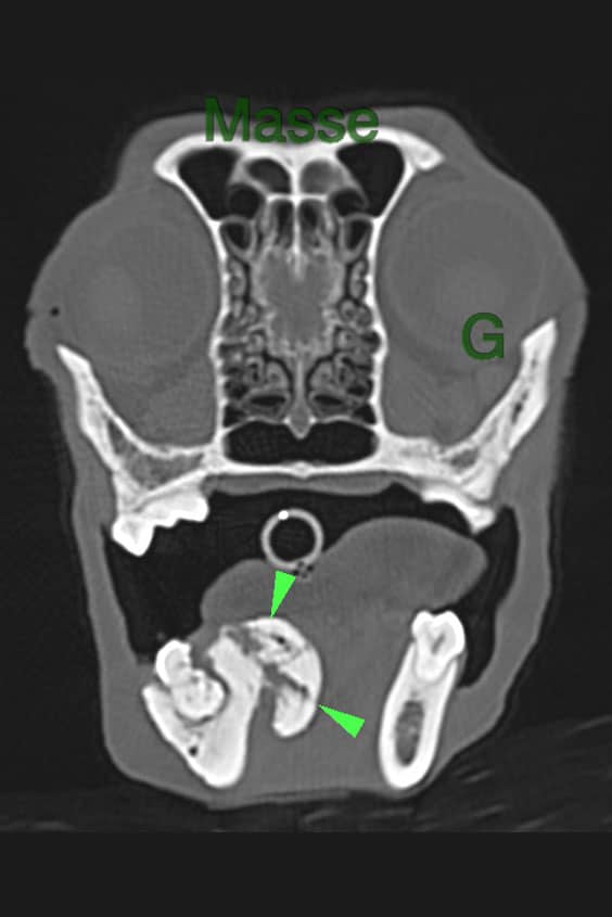 cancerologie-veterinaire