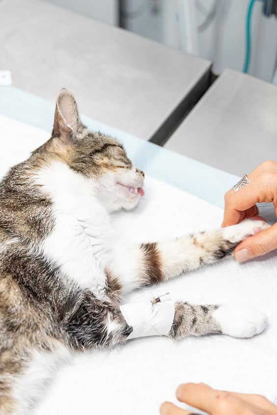 cancerologie-veterinaire_0001_veterinary-clinic-recently-anesthetized-cat-waiting-operation-asleep-operating-table